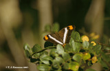 <i>Adelpha fessonia</i>