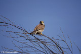 European Kestrel <i>(Falco tinnunculus)</i>
