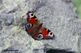 Peacock Butterfly (Inachis io)