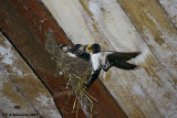 Barn Swallow <i>(Hirundo rustica)</i>