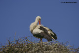 White Stork <i>(Ciconia ciconia)</i>