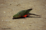 Australian Kingparrot <i>(Alisterus scapularis)</i>