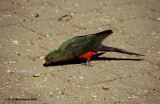 Parrots and Cockatoos (Psittacitidae and Cacatoidae)