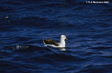 Indian Yellow-nosed Albatross <i>(Thalassarche carteri)</i>