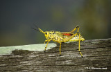 Southeastern Lubber Grashopper <i>(Romalea microptera)</I>