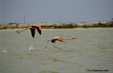 Greater Flamingo <i>(Phoenicopterus roseus)</i>