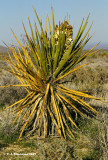 Yucca <i>(Yucca sp.)</i>