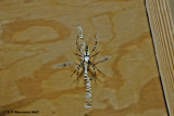 Golden Orb-weaver <i>(Argiope aurantia)</i>