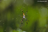 Golden Silk Spider <i>(Nephila clavipes)</i>