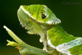 Caterpillar - Papilio memnon agenor(Great Mormon)