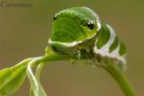 Caterpillar - Papilio memnon agenor(Great Mormon)