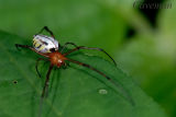 Leucauge species