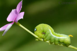 Caterpillar Oleander Hawk Moth (Daphnis nerii)