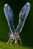 Derbidae