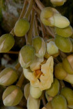 Durian flowers