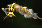 moth