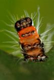 caterpillar