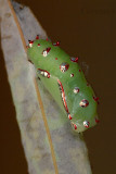 pupa - Phalanta phalantha (Leopard)