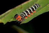 moth