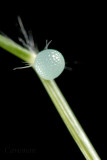 egg - Ypthima huebneri (Common Four Ring)