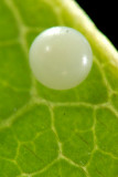 egg - Graphium agamemnon agamemnon (Tailed Jay)