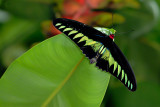 Troides (Trogonoptera) brookiana albescens (Rajah Brookes Birdwing)