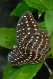 Lexias pardalis dirteana