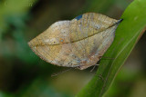 Kallima limborgii amplirufa (The Leaf Butterfly)