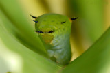 Caterpillar - Graphium agamemnon agamemnon (Tailed Jay) - 4th instar
