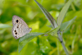 Ypthima baldus newboldi (Common Five Ring)