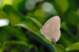 Mycalesis orseis nautilus (Purple Bush Brown)