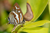 Iraota rochana boswelliana (Scarce Silverstreak)