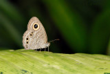 Ypthima baldus newboldi (Common Five Ring)