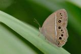 Mycalesis perseus cepheus