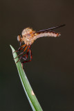 Robberfly