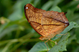 Vindula dejone erotella (The Cruiser)