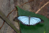 Pareronia valeria lutescens (The Wanderer)