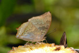 Charaxes bernardus crepax (The Tawny Rajah)