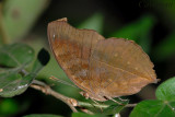 Junonia iphita horsfieldi(Chocolate Soldier)