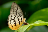 Melanocyma faunula faunula