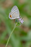 Jamides celeno aelianus