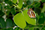 Neptis hylas papaja (Common Sailor)