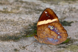 Xanthotaenia busiris busiris