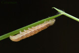 moth