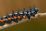 Caterpillar - Doleschallia bisaltide (Autumn Leaf)