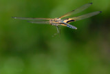 Rhyothemis phyllis phyllis