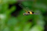 Rhyothemis phyllis phyllis