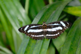 Athyma nefte subrata (The Color Sergeant)