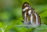 Athyma nefte subrata (The Color Sergeant)