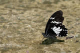 Papilio nephelus sunatus (The Black and White Helen)